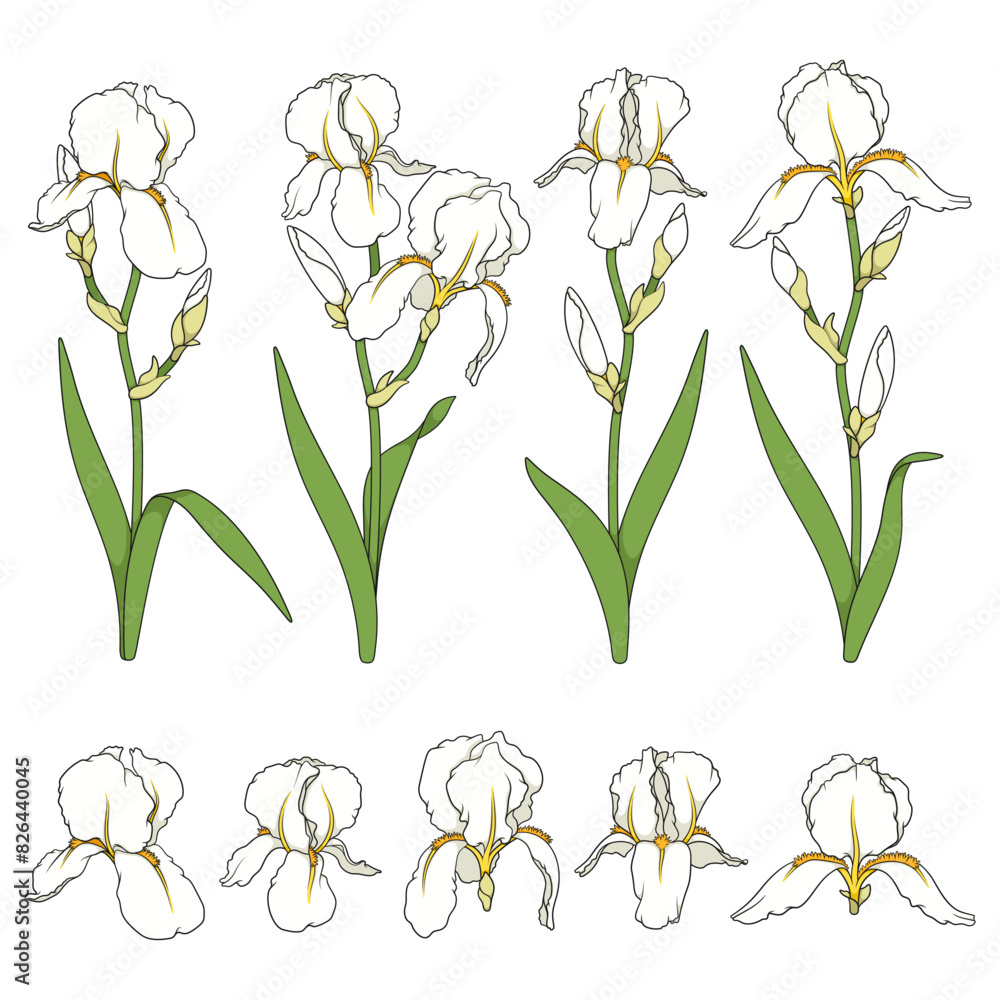 Aufkleber set of color illustrations with white iris flowers. isolated vector objects on white background.