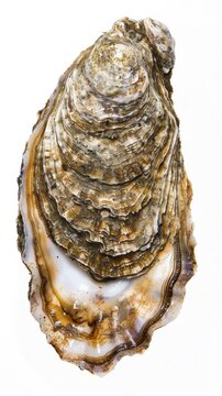 Fresh oyster shell isolated on white background