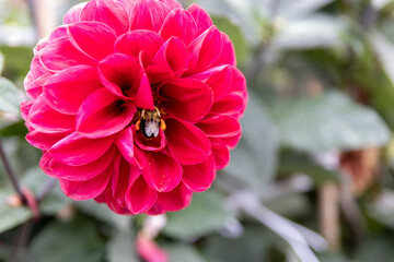 Vibrant pink dahlia - bee collecting nectar - green foliage background. Taken in Toronto, Canada.