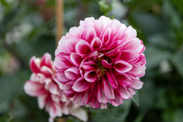 Obraz premium Vibrant pink and white dahlia - close-up - amidst green foliage. Taken in Toronto, Canada.