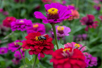 Vibrant pink zinnia flowers - bee collecting nectar - lush green backdrop. Taken in Toronto, Canada.