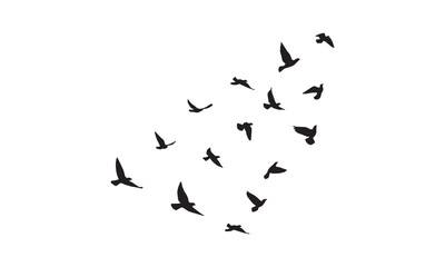 Flying Birds Vector And Illustration. 
