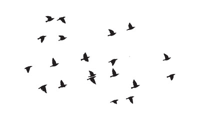 Flying Birds Vector And Illustration. 