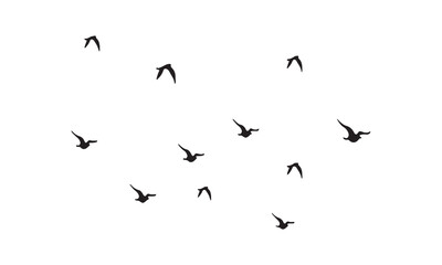 Flying Birds Vector And Illustration. 