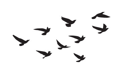 Flying Birds Vector And Illustration. 