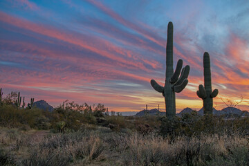 Vibrant Desert Sunset Skies With Two Saguaro Cactus In Arizona