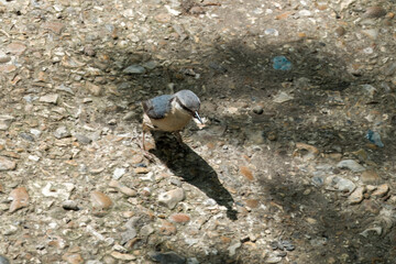 Eurasian nuthatch sitta europaea with piece of bread in beak