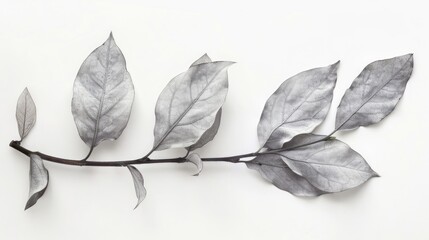White background with leaf and branch