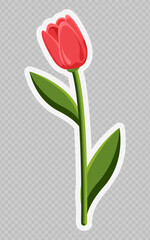 Red tulip. Spring Flower. Transparent background. Used for collages, stickers and web design. Concept of various events.