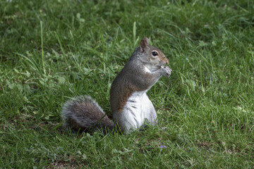 Fototapeta premium cute grey squirrel eating a nut
