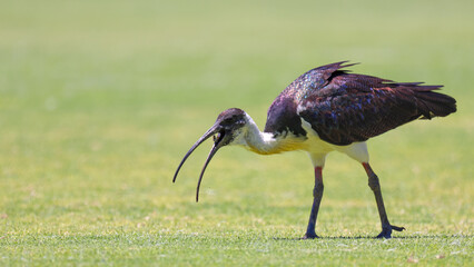 Side view, Straw-necked Ibis (Threskiornis spinicollis) eating grubs on cricket outfield, Western Australia