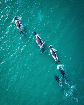 Aerial view of humpback whales swimming in ocean, main beach, point lookout, queensland, australia.