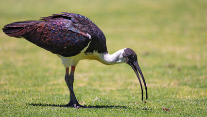 Side view, Straw-necked Ibis (Threskiornis spinicollis) eating grubs on cricket outfield, Western Australia