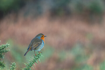 robin bird perched on branch