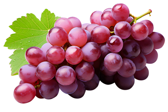 Bunch of purple grapes with green leaves. Sweet Shine Muscat purple grape isolated on cut out PNG or transparent background. With clipping path. Realistic fruit food clipart pattern.