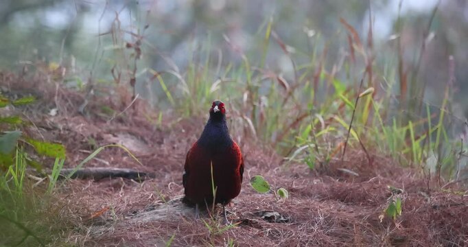 Mrs Hume's pheasant
