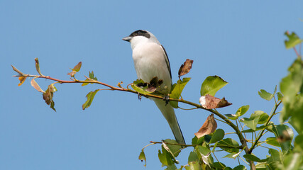 bird on a branch
