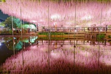 Beautiful wisteria illumination with water reflection  in ashikaga, the gigantic wisteria flowers at flower park,It's mysterious beauty by a lake in garden creates a full sense of the season and magni