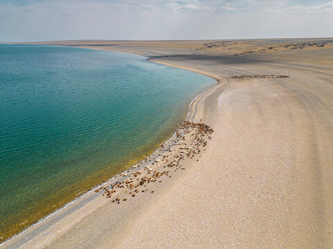 Aerial view of Khyargas lake, watering place for cattle, Zavhan, Mongolia.