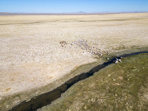 Aerial view of herd of sheep and goats, Zavhan, Mongolia.