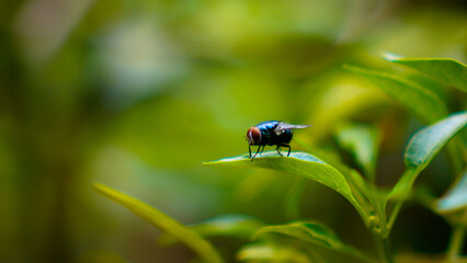 animal flies on leaves with blur background for copy space.