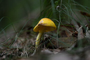 노란달걀버섯