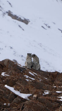 Aerial view of snowy landscape with two snow leopards, Kibber, Himachal Pradesh, India.