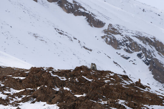 Aerial view of snow leopards on snow-covered rocks, Kibber, Himachal Pradesh, India.