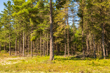 Obraz premium trees in the forest