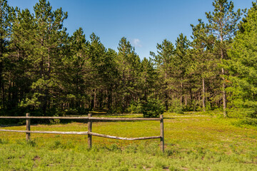 Fototapeta premium trees in a field