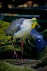 Masked Lapwings (Vanellus Miles)