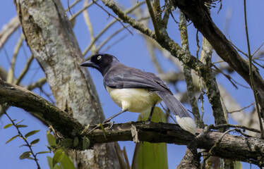 Black-chested Jay (Cyanocorax affinis) perched on a Macano tree