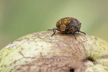 Strange beetle like bug eating on a guava fruit
