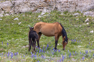 Wild Horse Mare and Foal in Summer in the Pryor Mountains Montana
