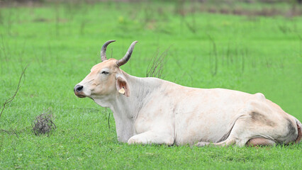 Cebu female lying down on a grass field
