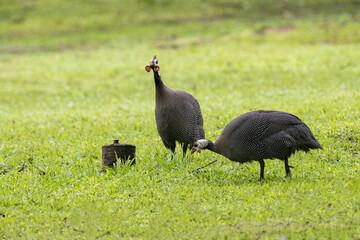 Beautiful Guineafowl on a lawn early in the morning