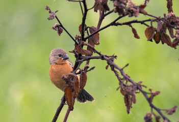 Ruddy-breasted Seedeater (Sporophila minuta) male