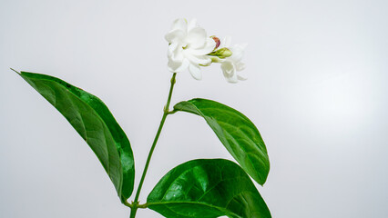 Obraz premium jasmine flower isolated on white with background as copy space.