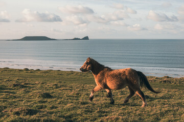 horse running on the beach cliff top worms head gower