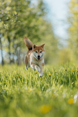 A Shiba Inu dog in the grass