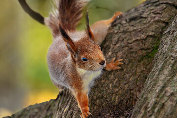 Close-up shot of the Red Squirrel