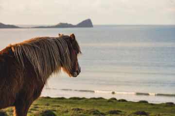 horse at the beach worms head rhosilli gower wales
