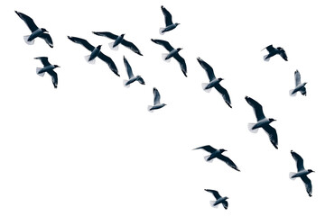 Group of birds isolated on transparent background. Cut out