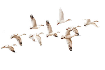 Group of birds isolated on transparent background. Cut out