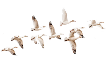 Group of birds isolated on transparent background. Cut out