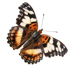 Butterfly isolated on transparent background. Cut out