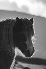 portrait of a horse
