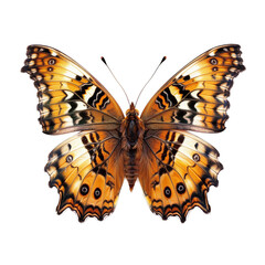 Butterfly isolated on transparent background. Cut out