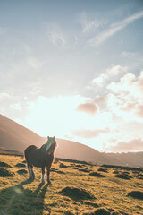 beautiful horse with sunlight sunset behind