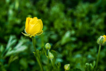 A single yellow ranunculus bloom at the left of the image. Space for text on the right.